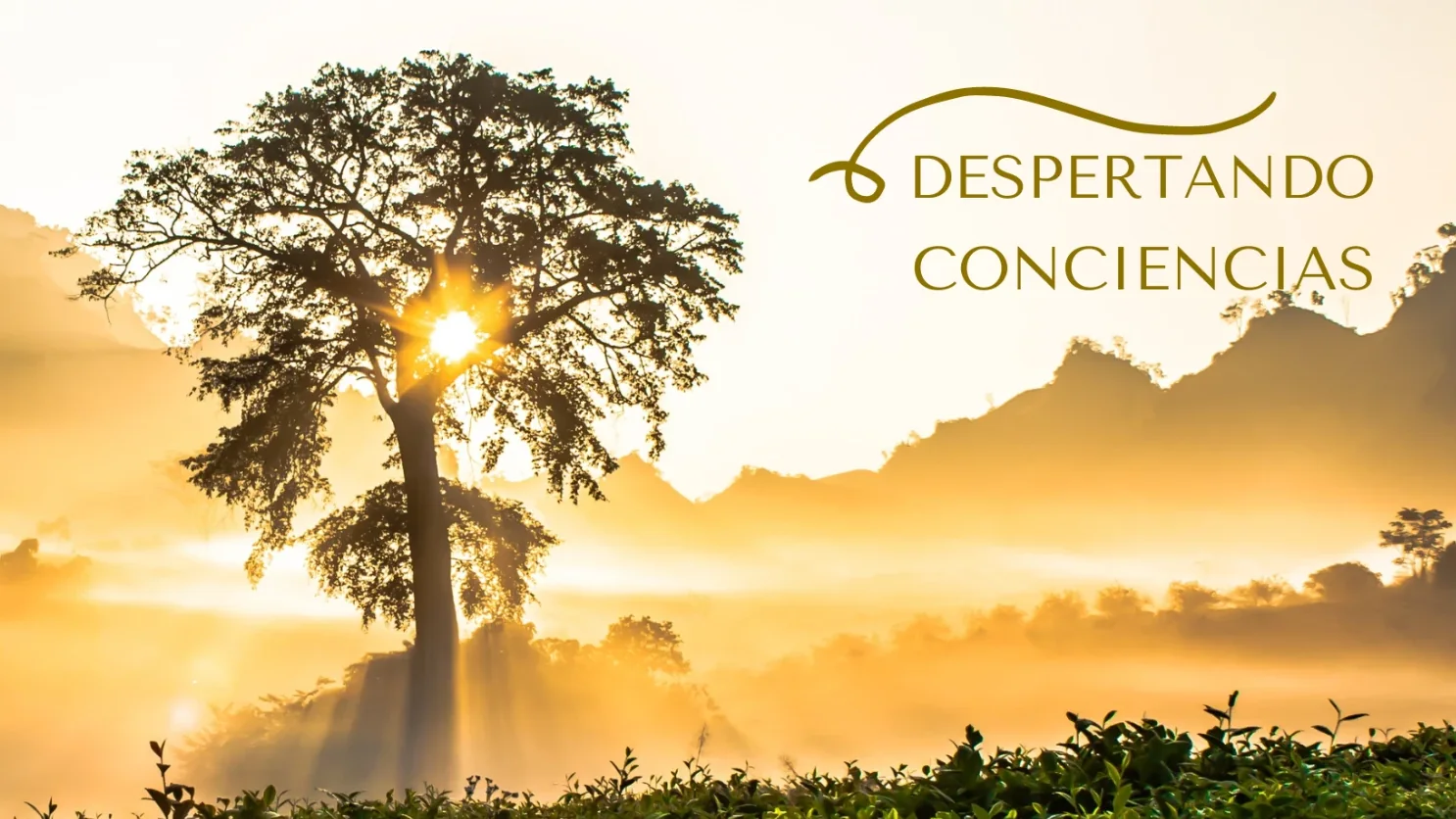 Un árbol al amanecer entre montañas y niebla dorada, con el texto «Despertando conciencias».
